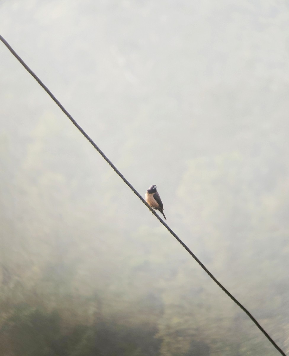 Black-throated Munia - ML647346909