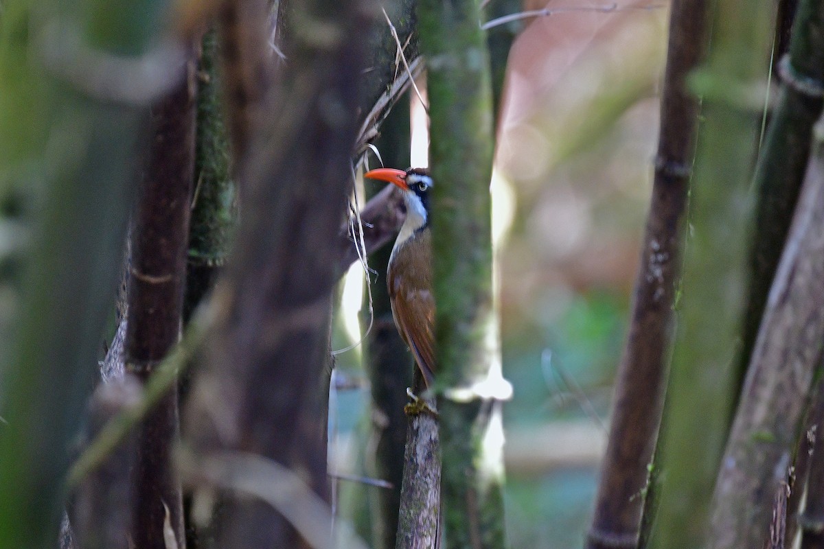 Brown-crowned Scimitar-Babbler - ML647346910
