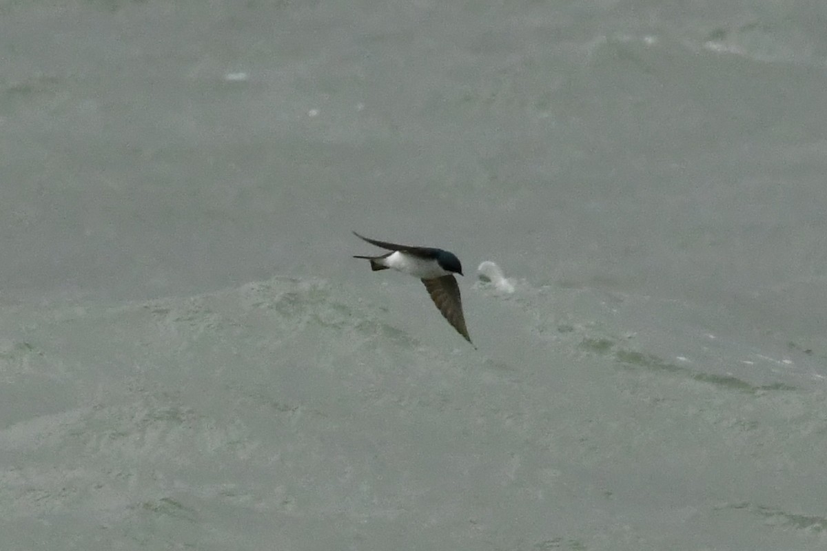 Tree Swallow - ML647346914