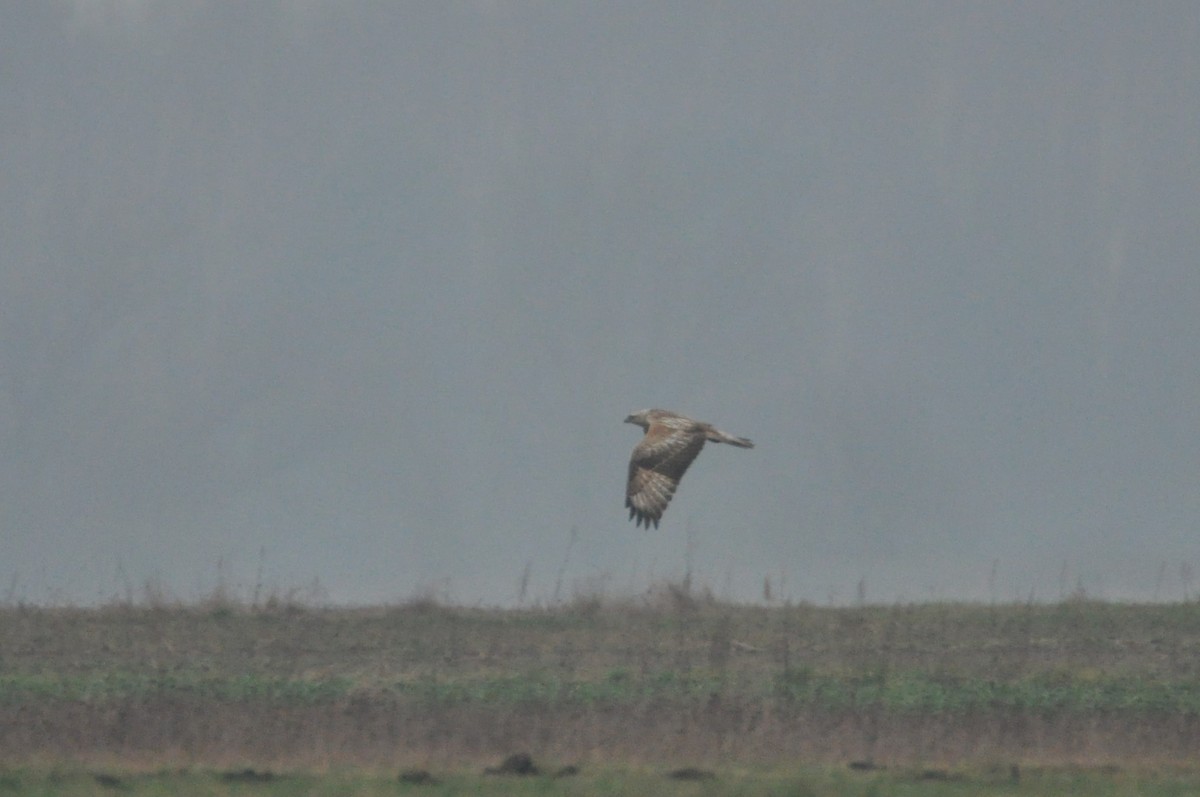 עקב עיטי - ML647346915