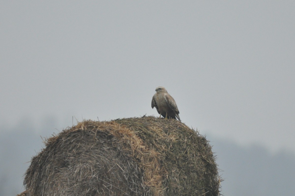 עקב עיטי - ML647346916