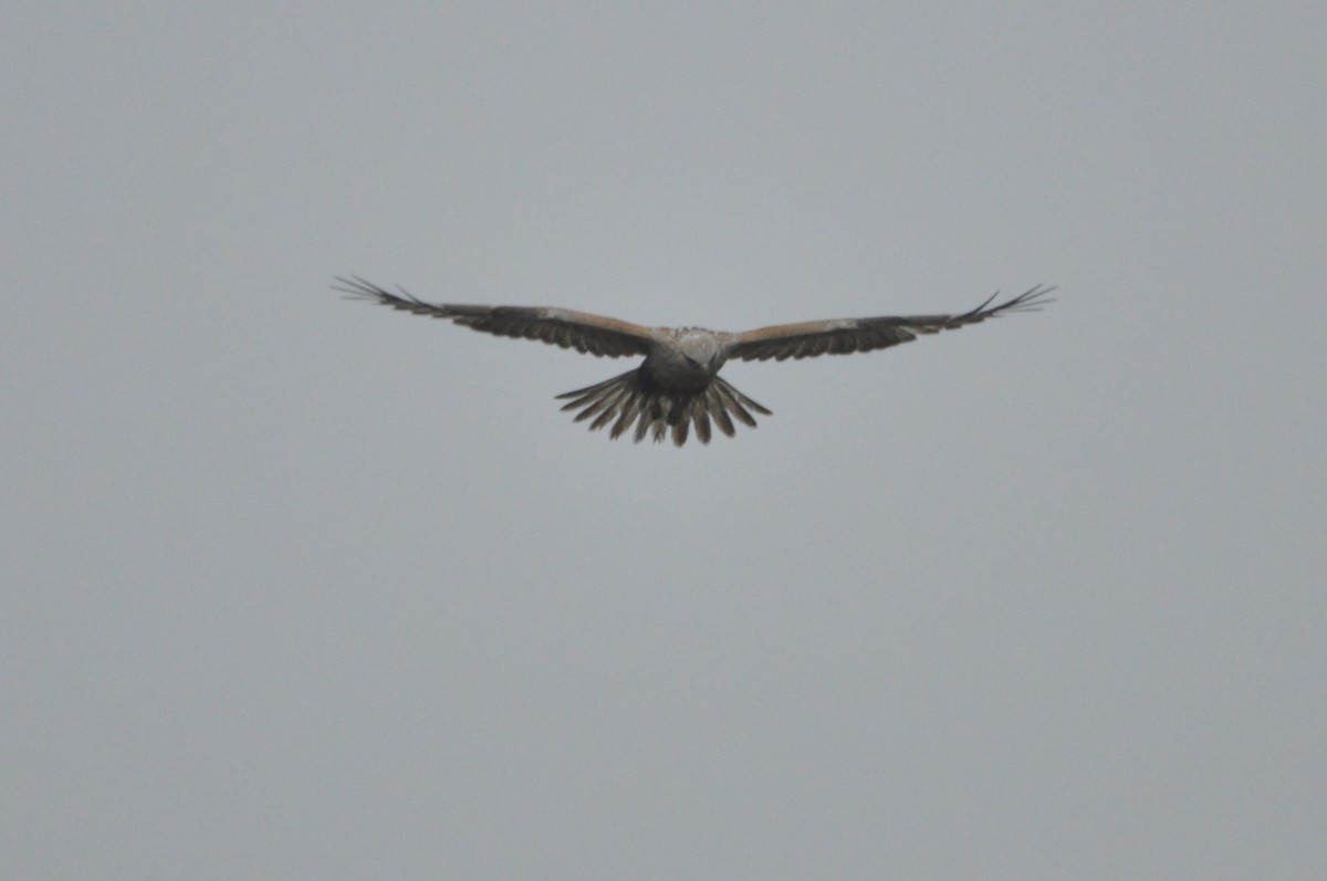 עקב עיטי - ML647346917