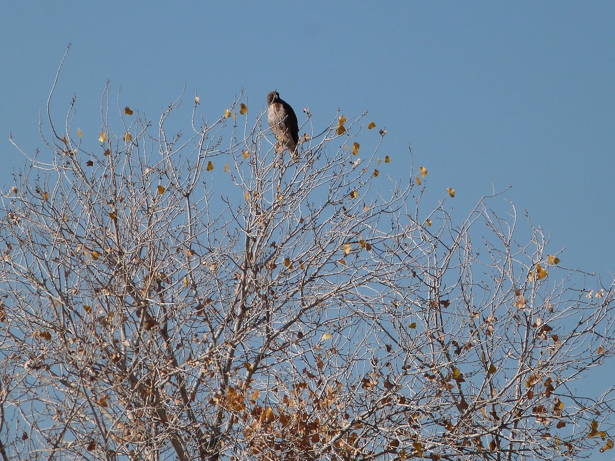 Red-tailed Hawk - ML647346924