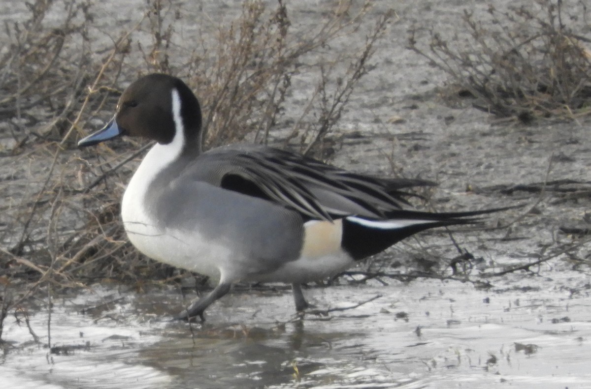 尖尾鴨 - ML647346934