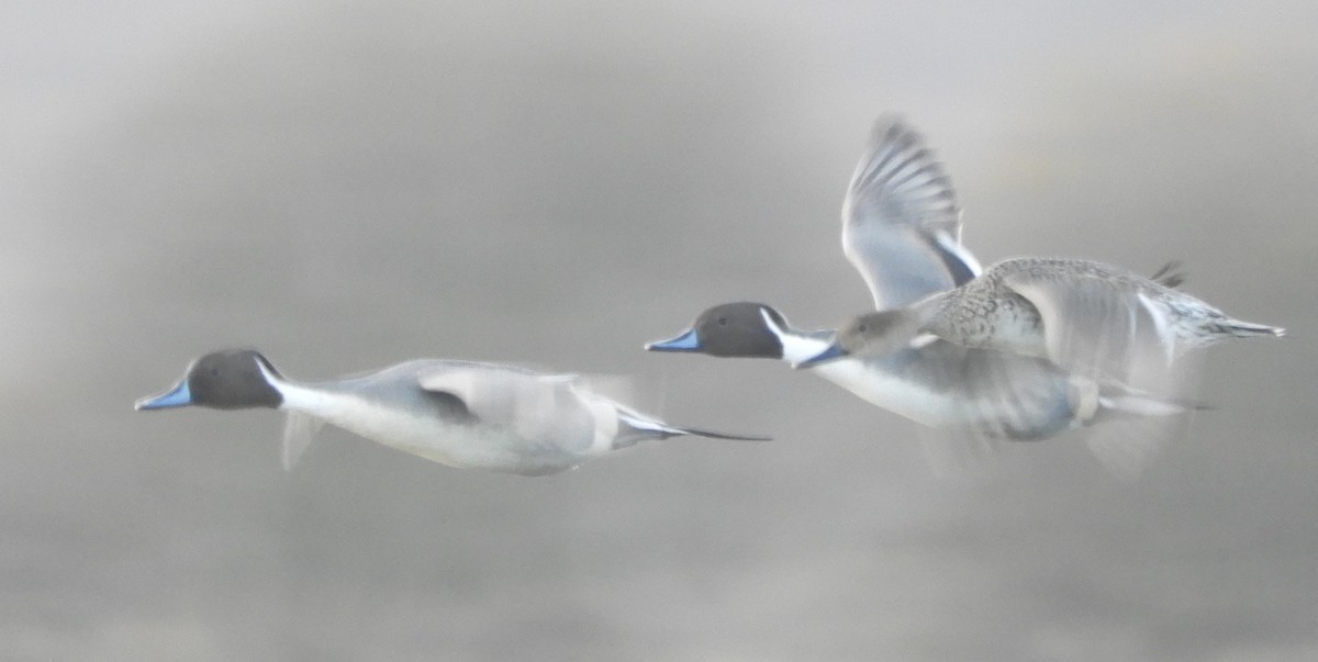 尖尾鴨 - ML647346937