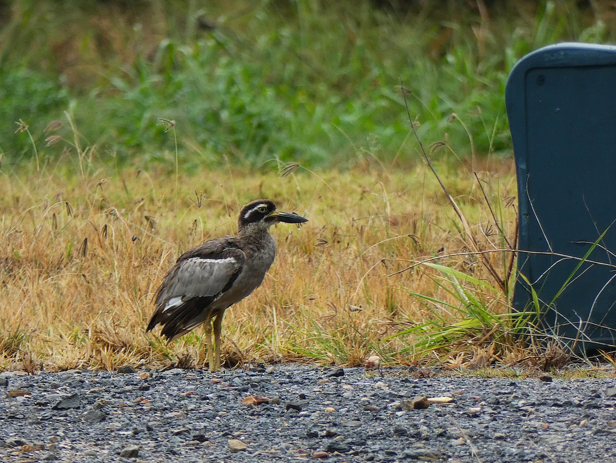 Beach Thick-knee - ML647346938