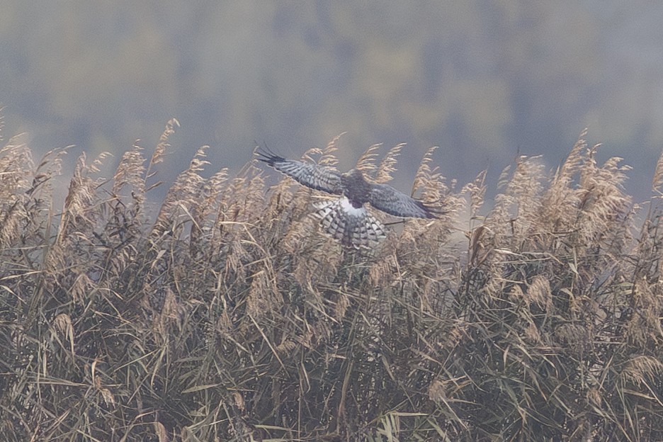 Aguilucho de Hudson - ML647346948