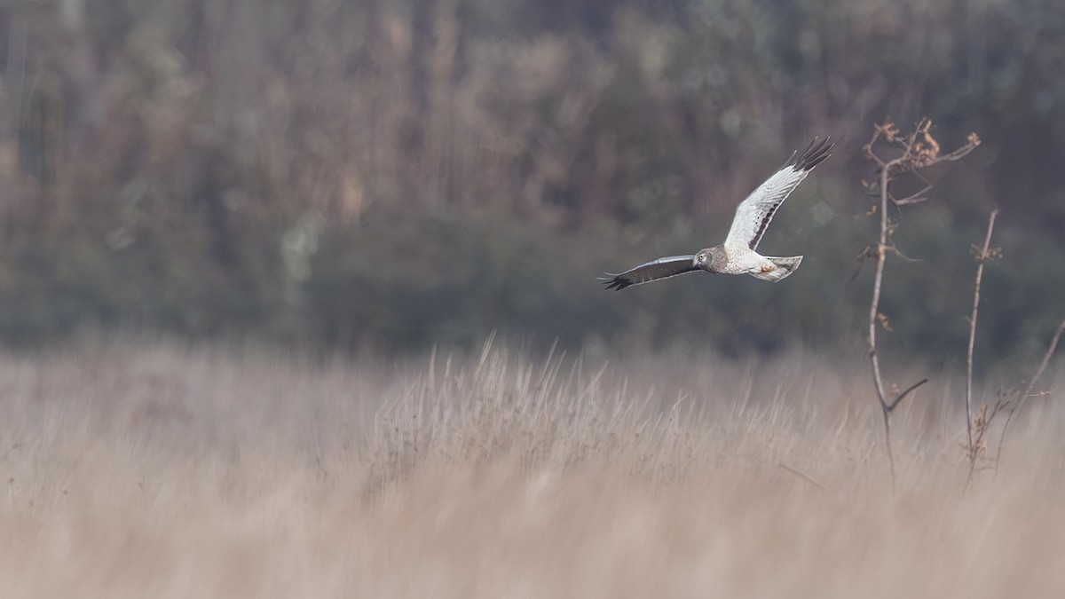 Aguilucho de Hudson - ML647346949