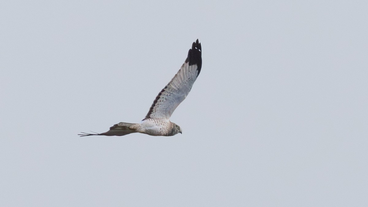 Aguilucho de Hudson - ML647346950