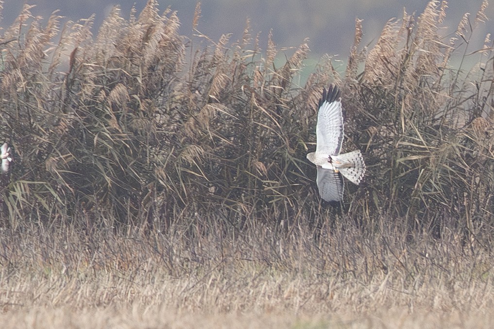 Aguilucho de Hudson - ML647346951
