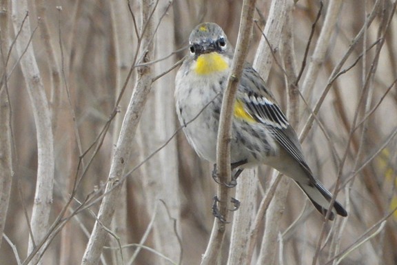 Yellow-rumped Warbler (Audubon's) - ML647346956