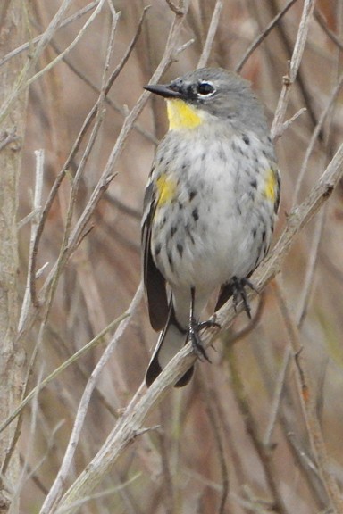 Yellow-rumped Warbler (Audubon's) - ML647346958