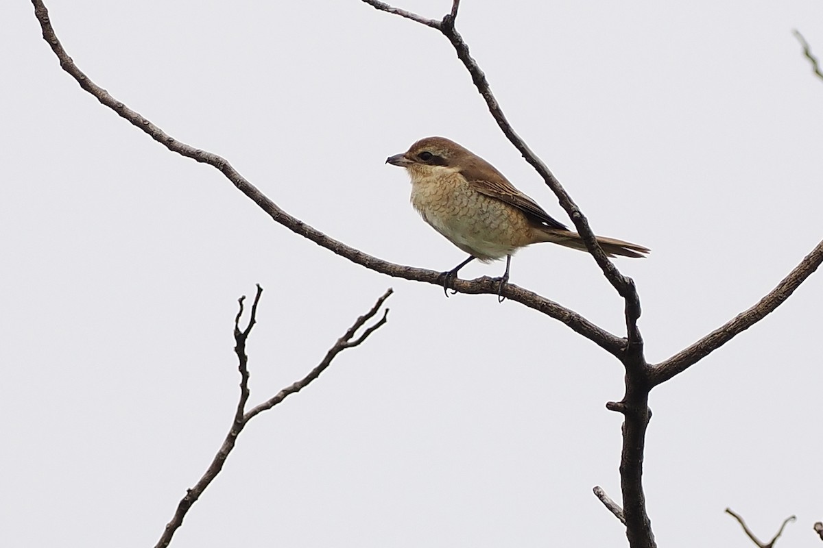 Brown Shrike - ML647346982