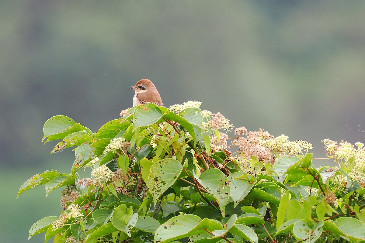 Brown Shrike - ML647346985