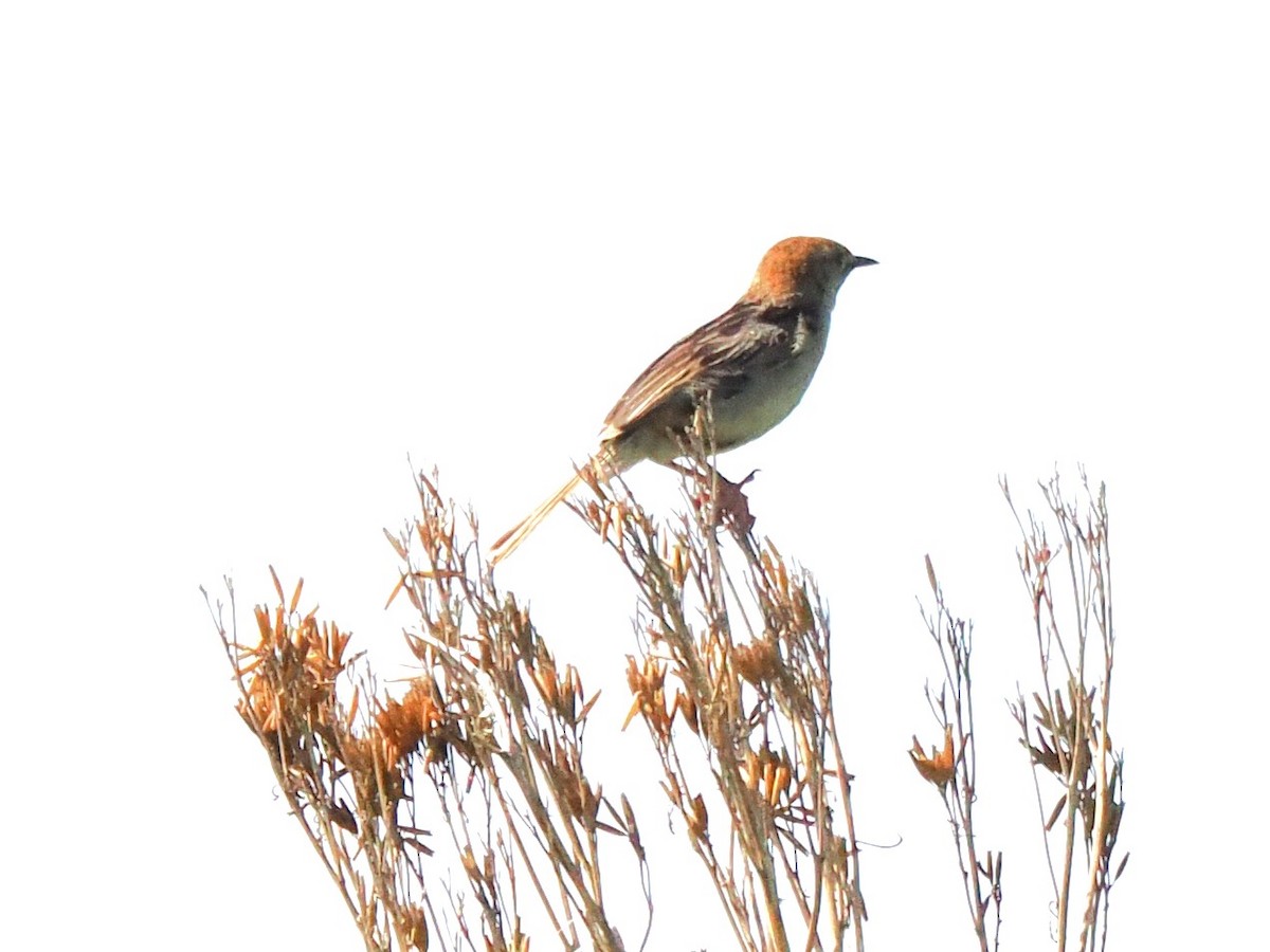 Levaillant's Cisticola - ML647346986