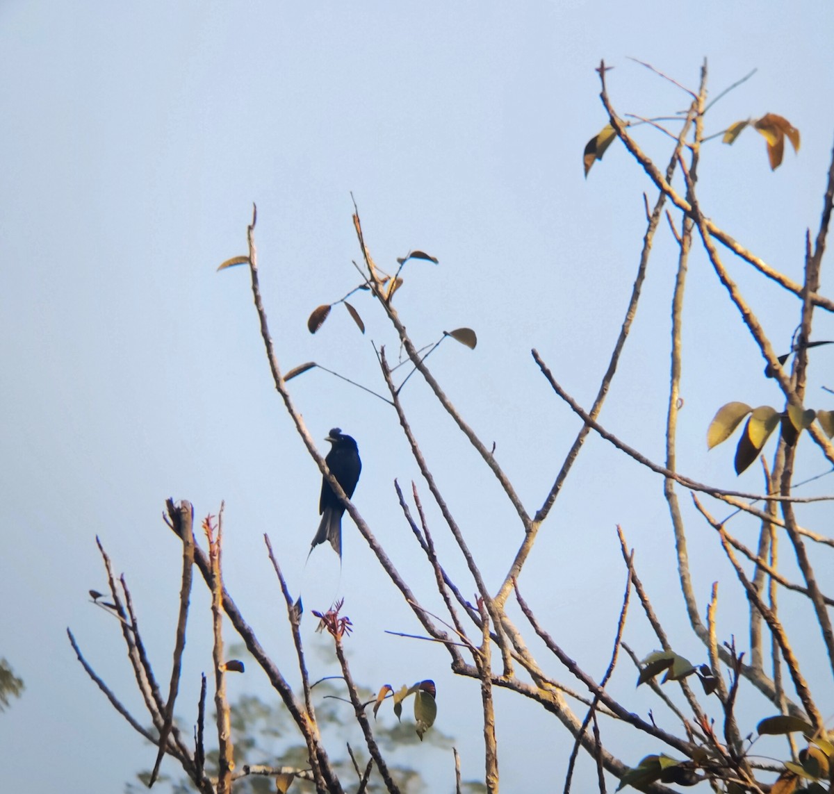 Greater Racket-tailed Drongo - ML647346987