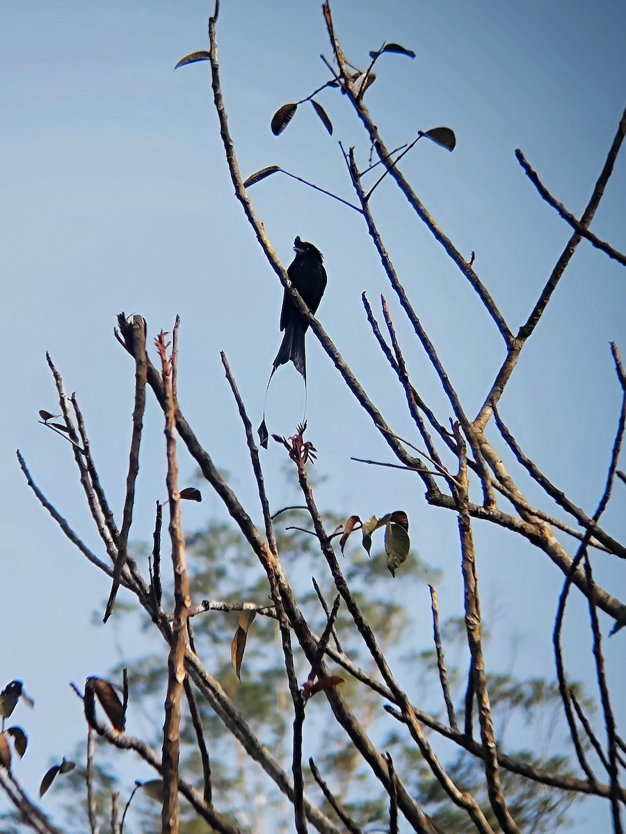 Greater Racket-tailed Drongo - ML647346988