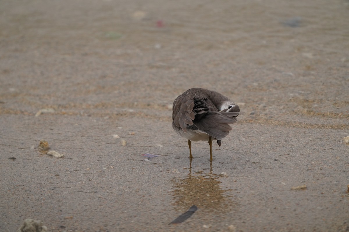 Playero Siberiano - ML647346998
