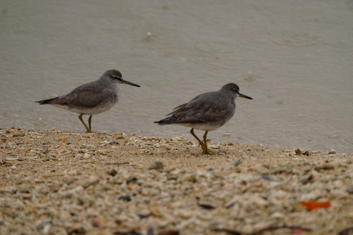Playero Siberiano - ML647346999