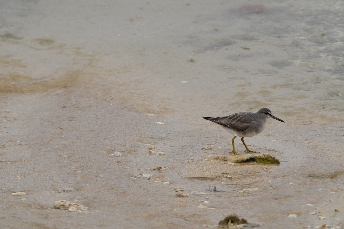 Playero Siberiano - ML647347000