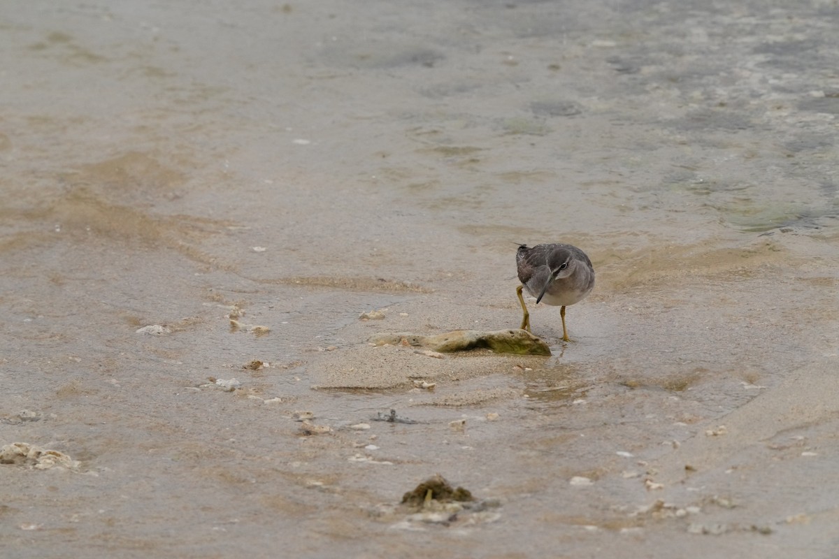 Playero Siberiano - ML647347001