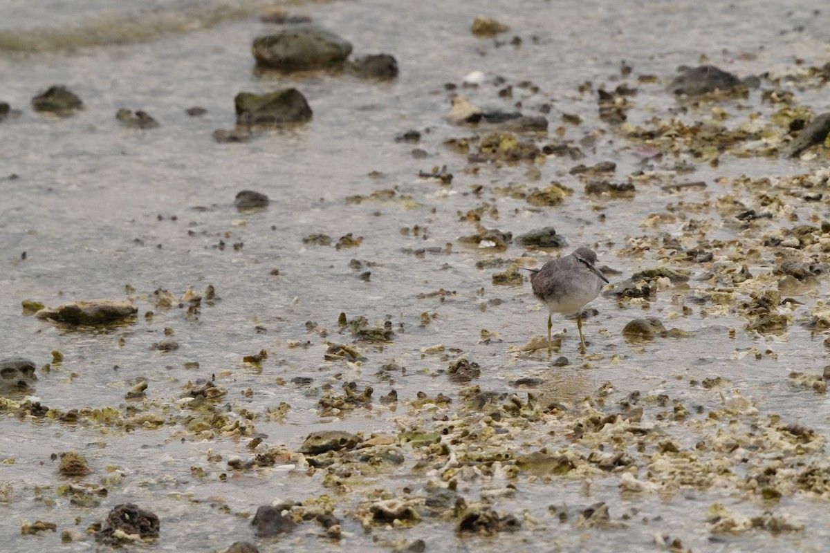 Playero Siberiano - ML647347002