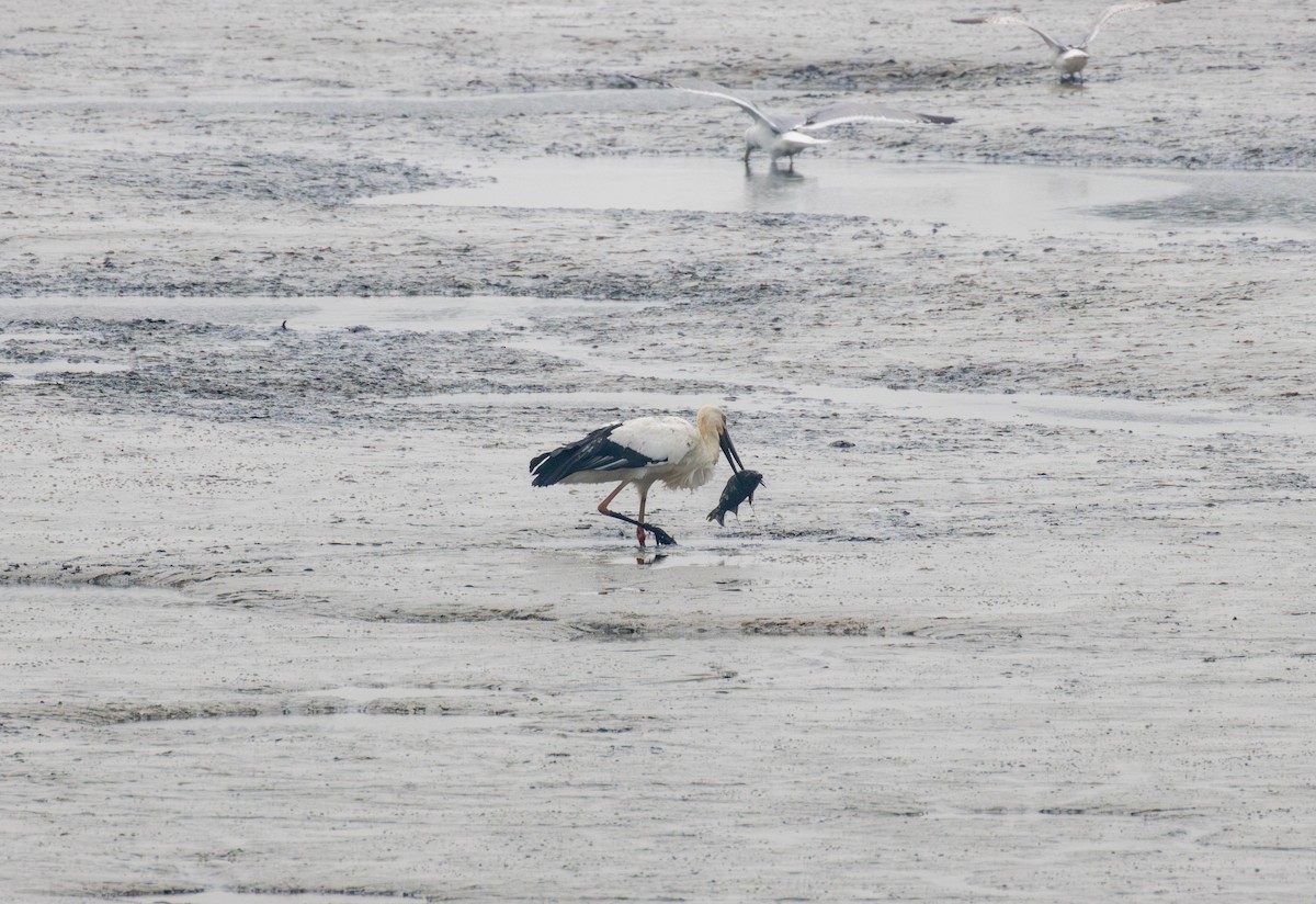 svartnebbstork - ML647347005