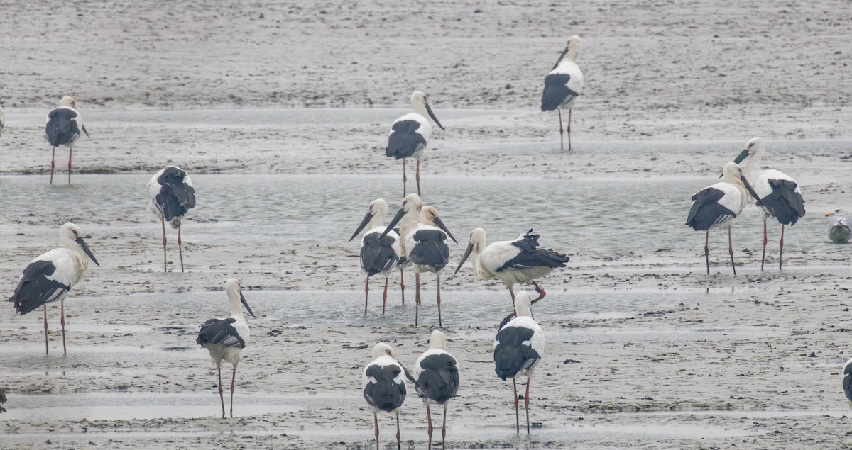 svartnebbstork - ML647347006