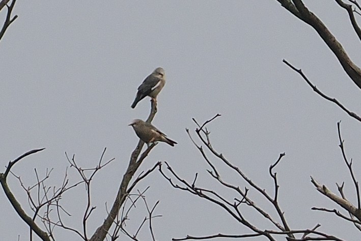 Chestnut-tailed Starling - ML647347007