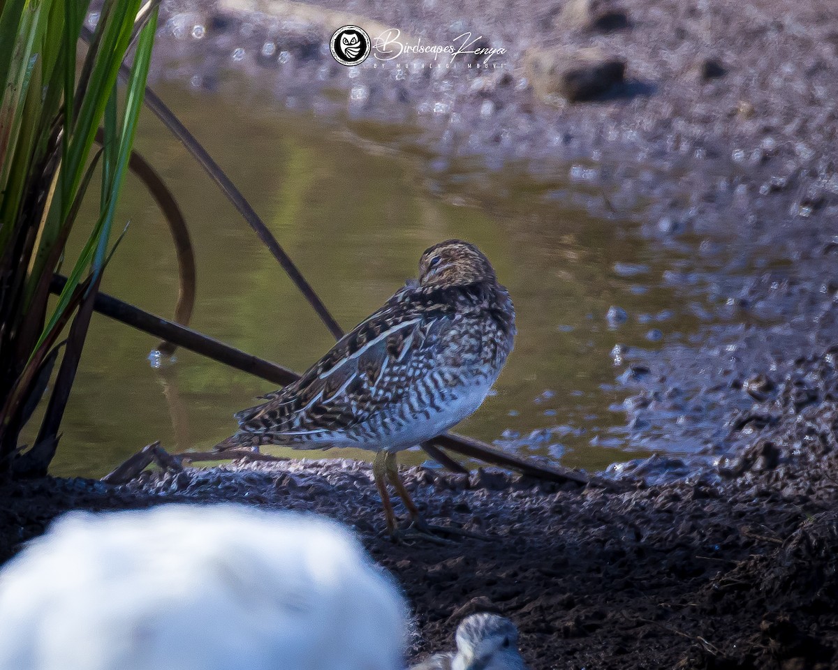 Agachadiza Común - ML647347015