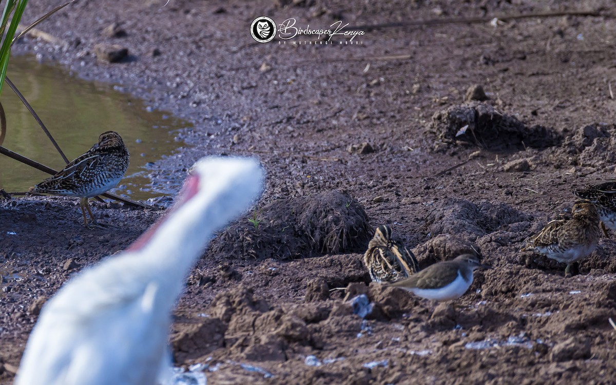 Agachadiza Común - ML647347016