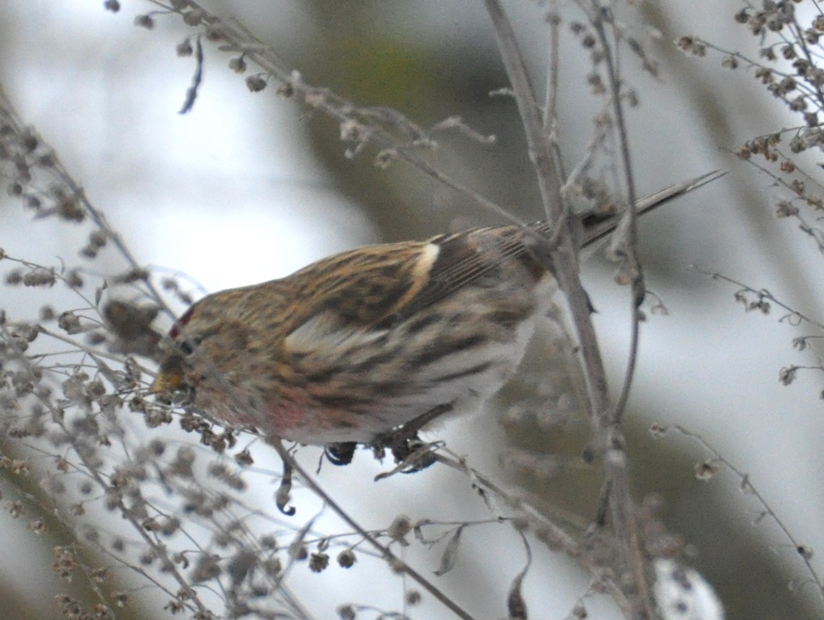 gråsisik (cabaret) (brunsisik) - ML647347017