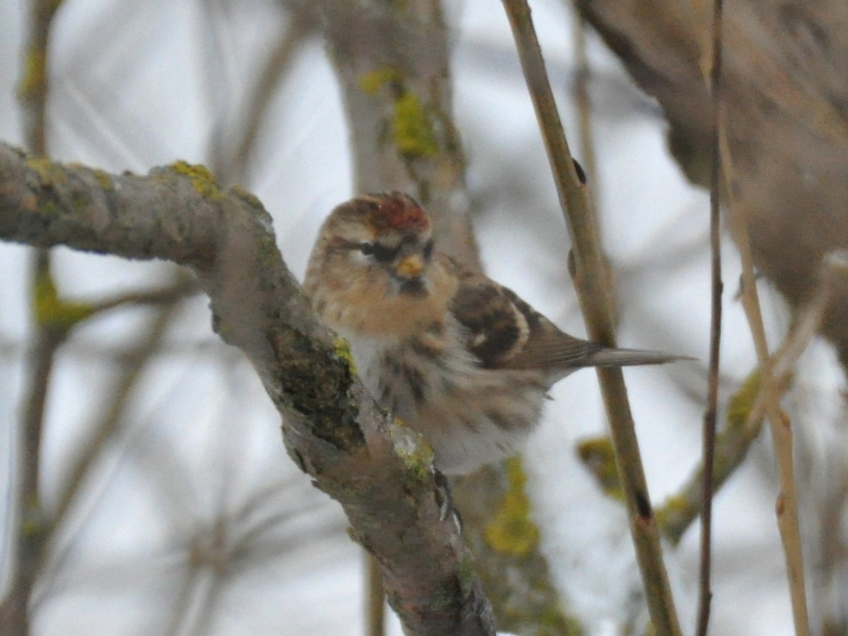 gråsisik (cabaret) (brunsisik) - ML647347018