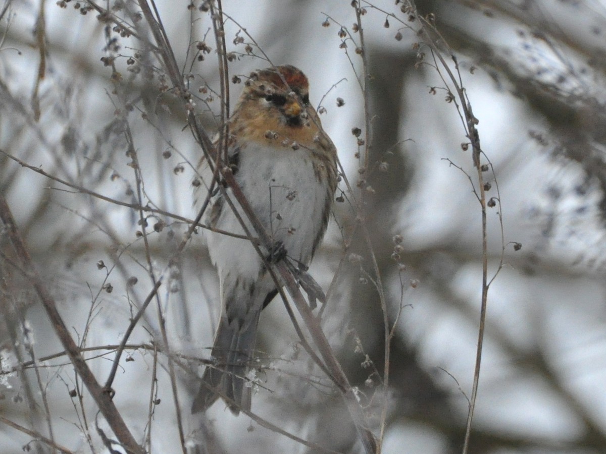 gråsisik (cabaret) (brunsisik) - ML647347019