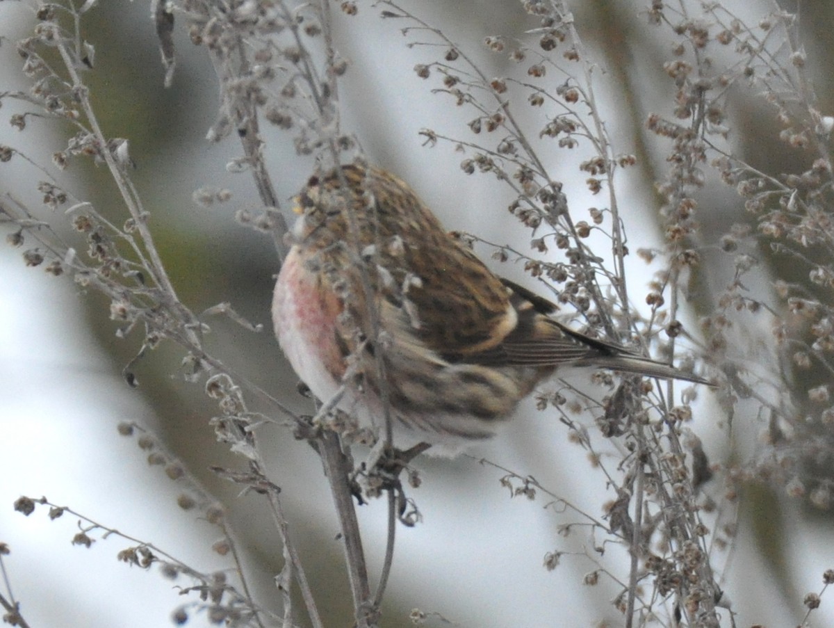 gråsisik (cabaret) (brunsisik) - ML647347020