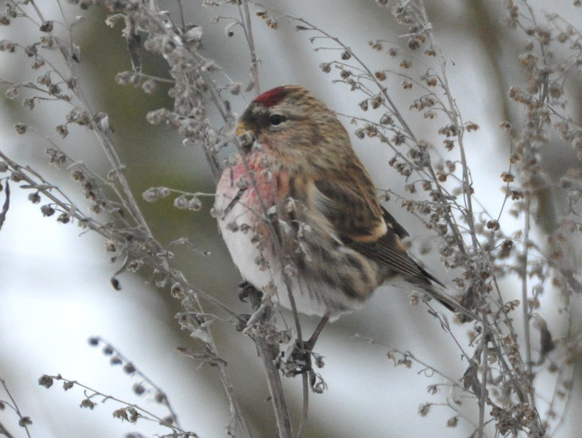 gråsisik (cabaret) (brunsisik) - ML647347021