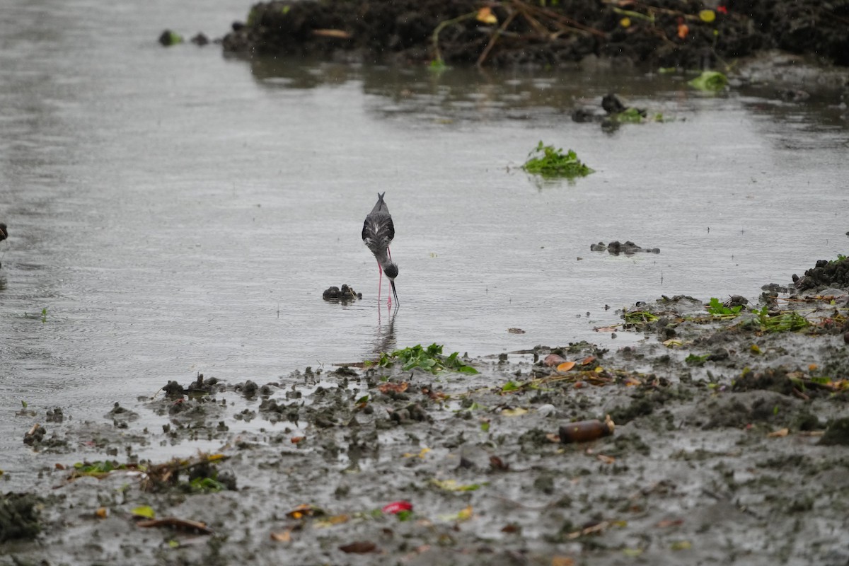 Black-winged Stilt - ML647347024