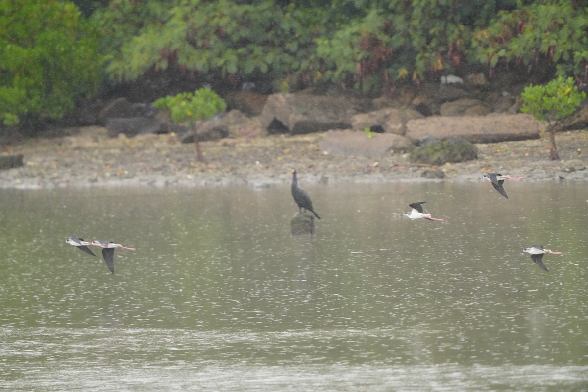 Black-winged Stilt - ML647347025