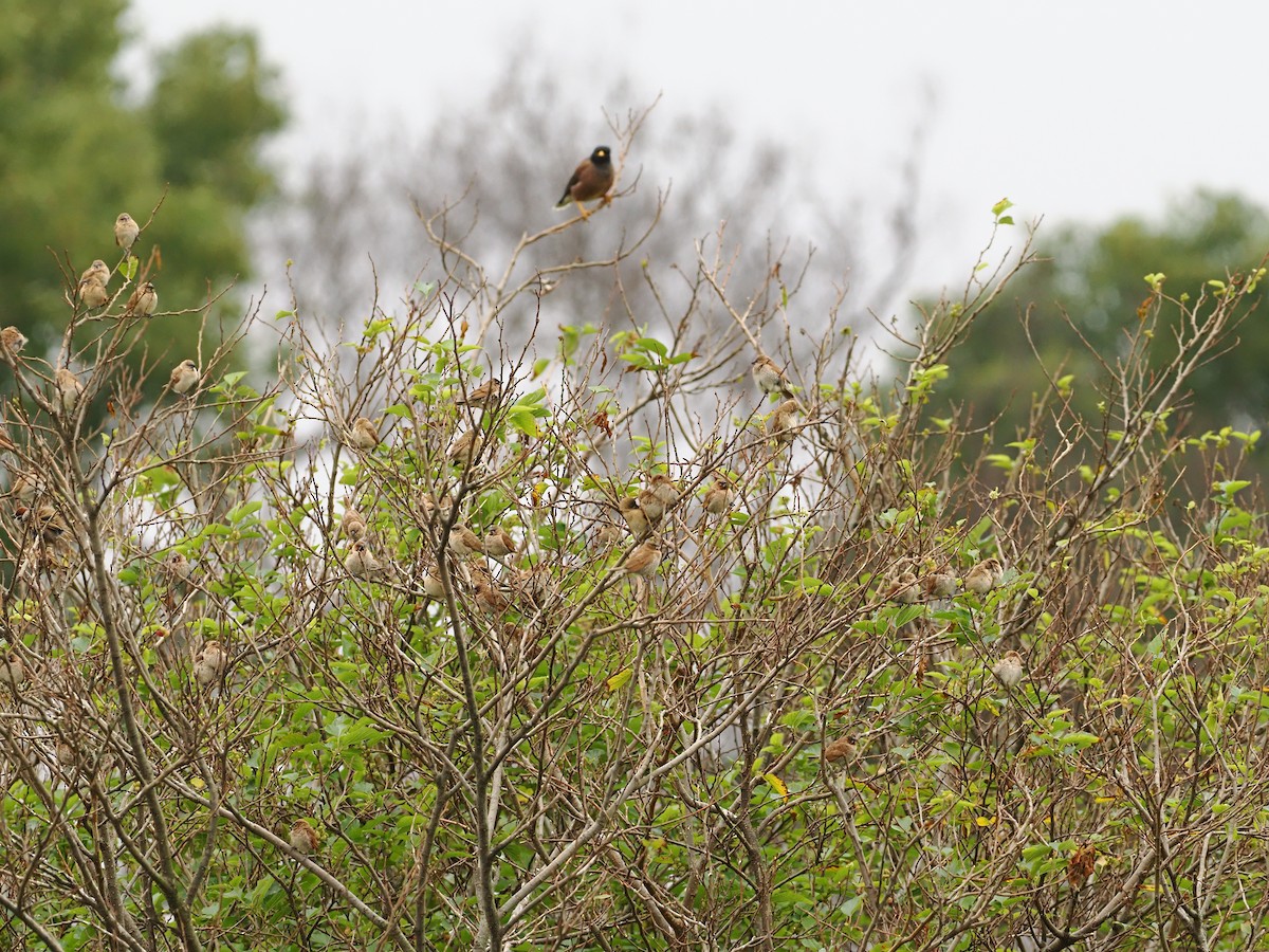 Scaly-breasted Munia - ML647347033