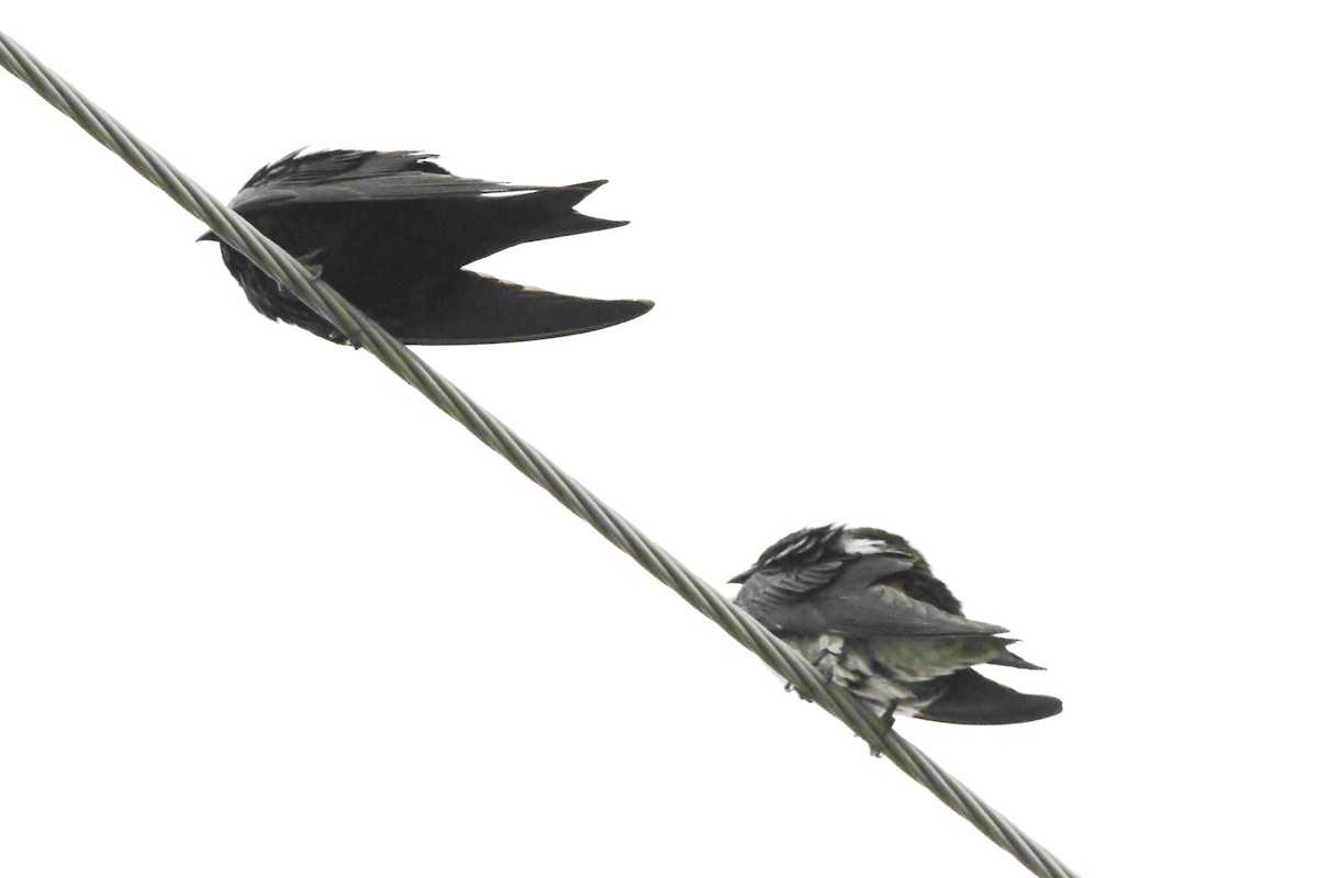 Purple Martin - ML647347034