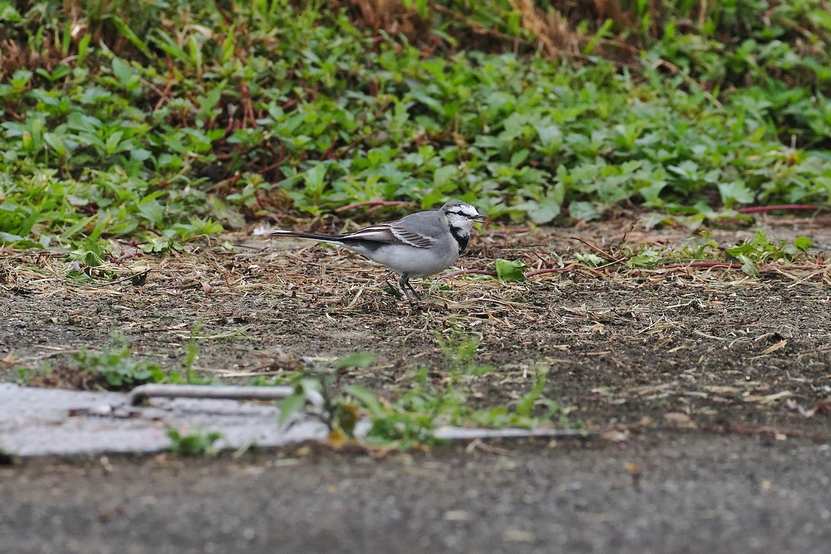 linerle - ML647347042