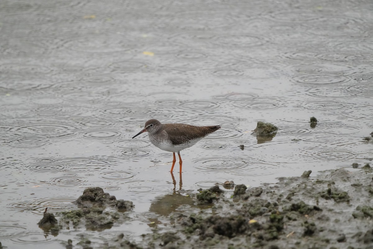 Common Redshank - ML647347054