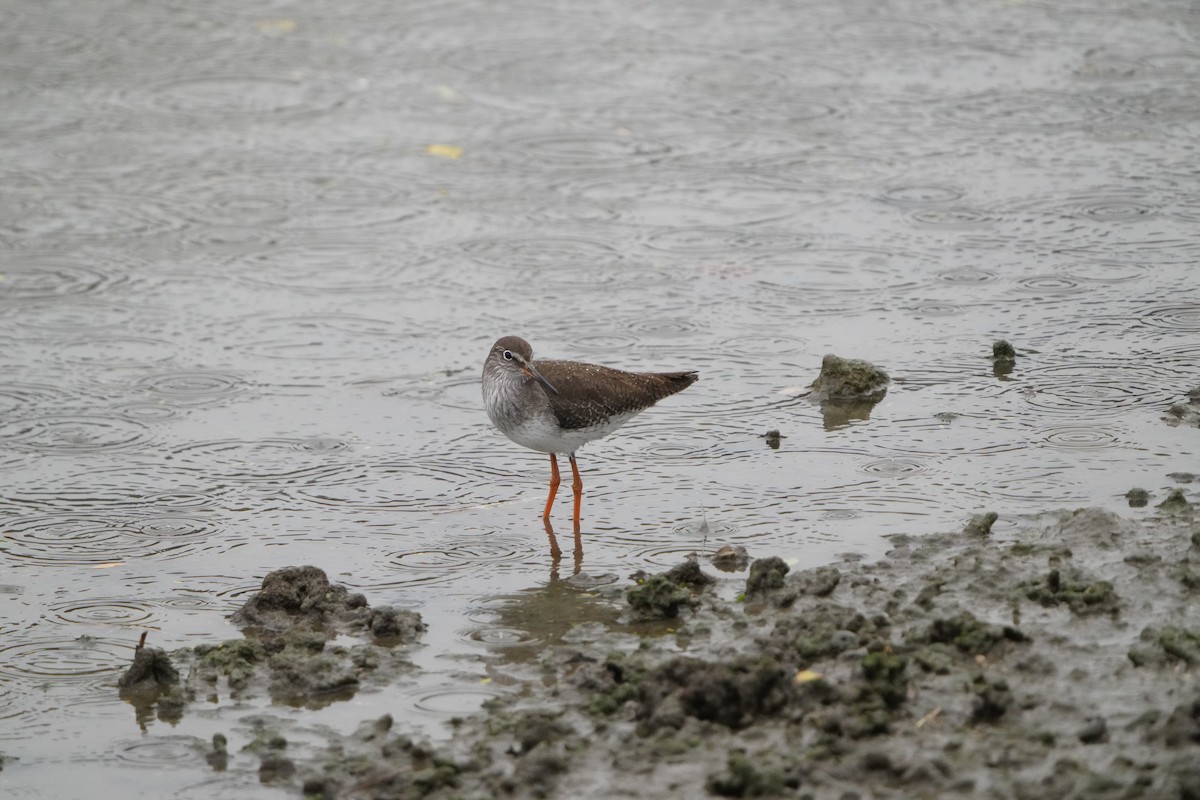 Common Redshank - ML647347055