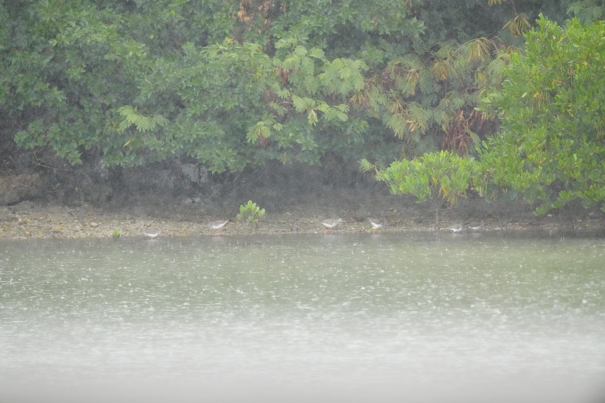 Common Redshank - ML647347056