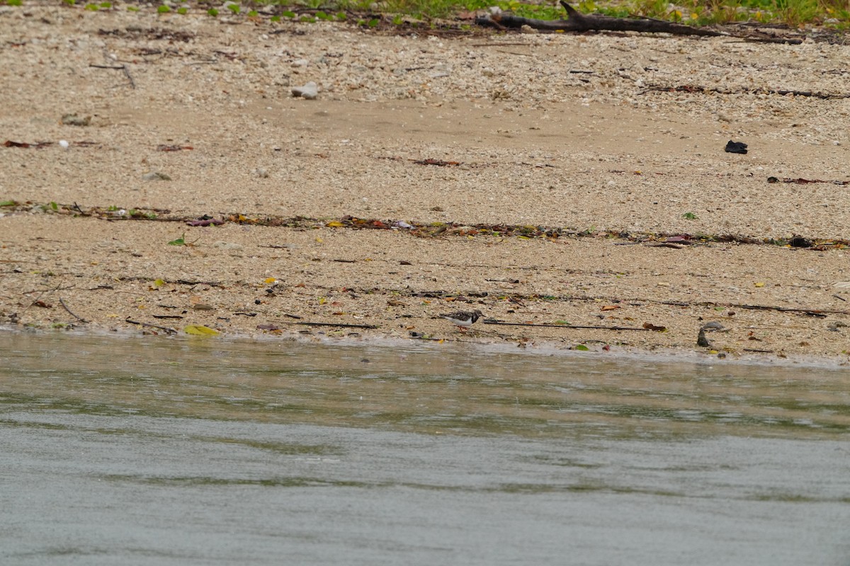 Ruddy Turnstone - ML647347064