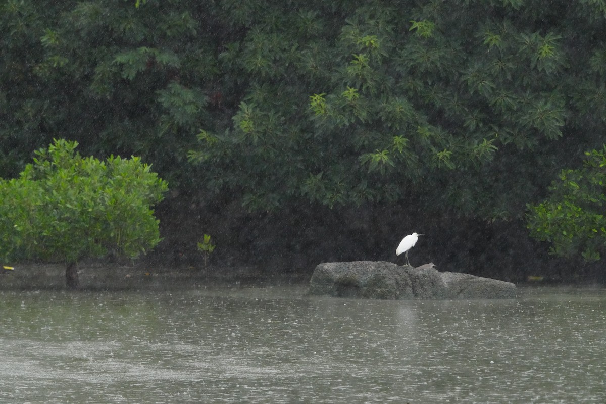Little Egret (Western) - ML647347073