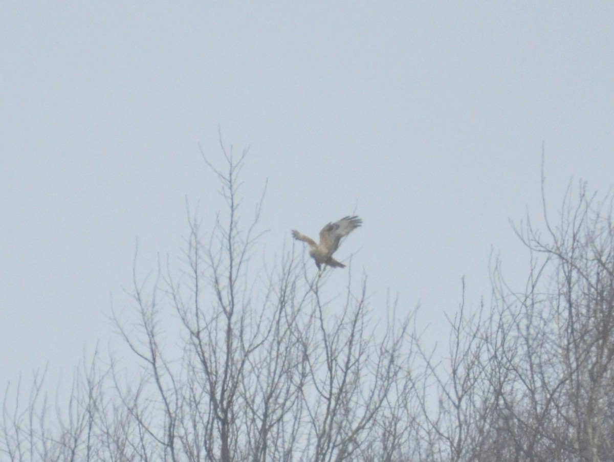 עקב עיטי - ML647347074