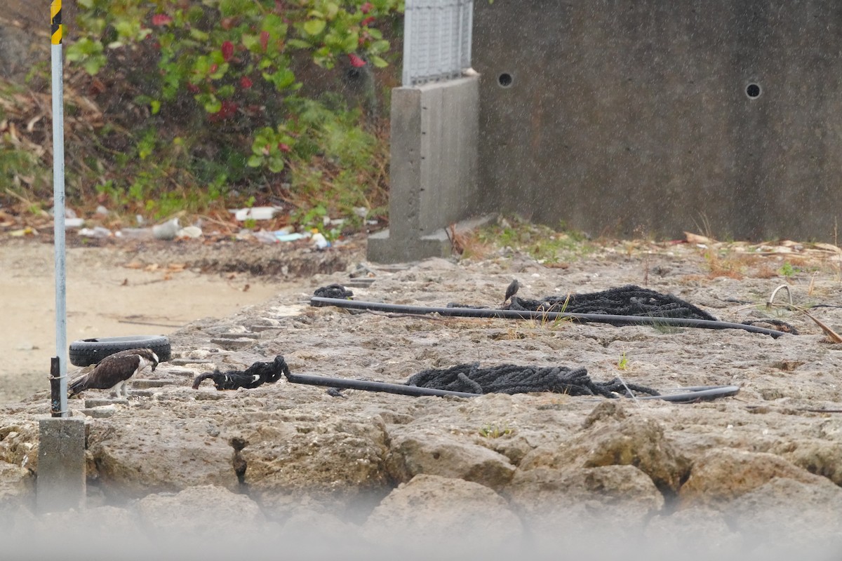 Osprey (Eurasian) - ML647347092