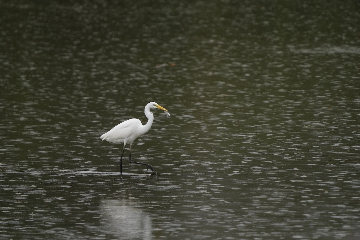 Great Egret (alba) - ML647347103