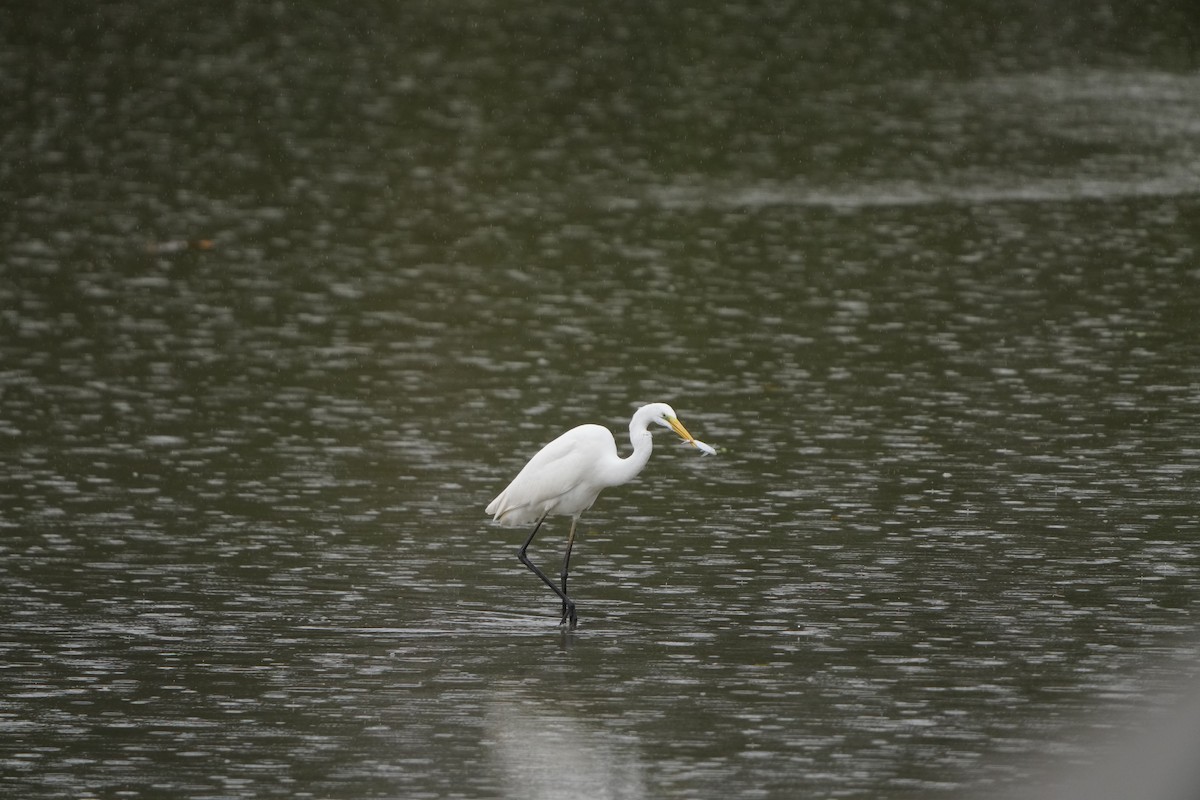 Great Egret (alba) - ML647347104